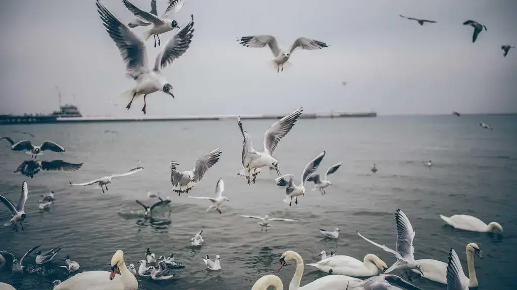 YouTube introduce scut anti-deepfake și etichete AI