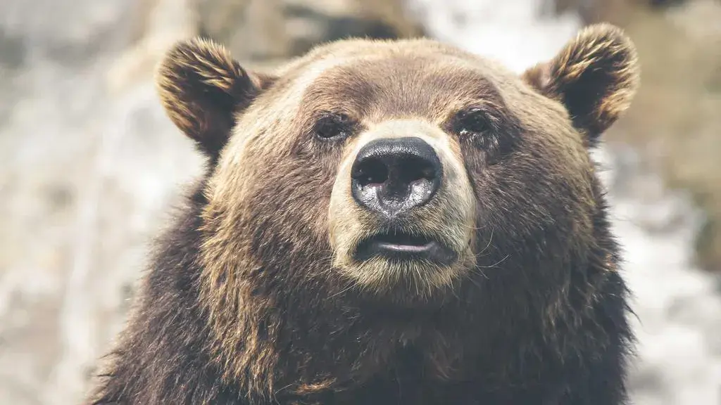 Nicușor Dan a convocat la Cotroceni delegația crescătorilor de animale pentru negocieri