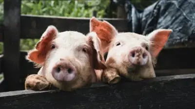 Un porc a fost lovit de o mașină pe autostrada A1, trei persoane rănite